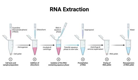 total rna purification|DNA & RNA Purification .